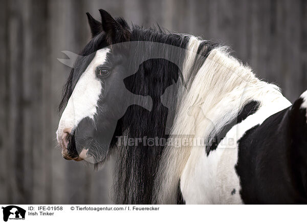 Irish Tinker / Irish Tinker / IFE-01958