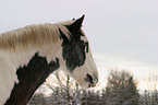 Irish Tinker Portrait