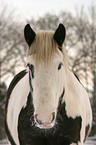 Irish Tinker Portrait