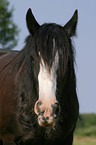 Irish Tinker Portrait