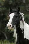 Irish Tinker Portrait