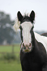 Irish Tinker Portrait