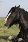 Irish Tinker Portrait