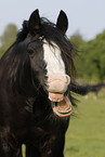 Irish Tinker Portrait