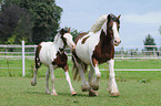 Irish Tinker mare with foal