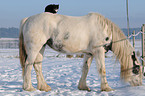 cat sitting on tinker horse