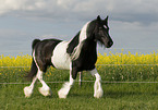 Irish Tinker