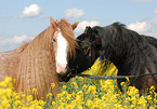 Frisian Horse and Irish Tinker
