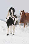 2 trotting horses