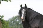 Gypsy Horse Portrait