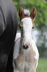 Irish Tinker foal