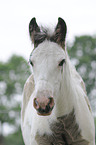 Irish Tinker foal