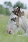 Irish Tinker foal