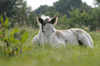 Irish Tinker foal