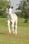 Irish Tinker foal