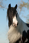 Irish Tinker Portrait