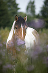 Gypsy Horse in thistles