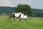 galloping Irish Tinker