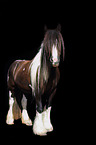 Irish Tinker