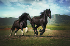 2 horses