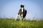 Irish Tinker Foal