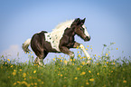 Irish Tinker Foal