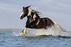 galloping Irish Tinker