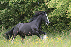 galloping Irish Tinker
