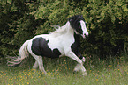 galloping Irish Tinker