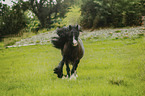 galloping Irish Tinker
