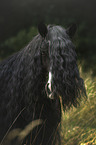 Irish Tinker portrait