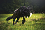 galloping Irish Tinker