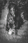 galloping Irish Tinker