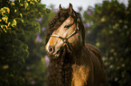 Irish Tinker portrait