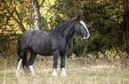 Irish Tinker on the meadow