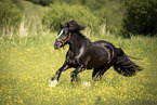galloping Irish Tinker