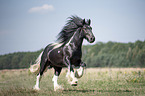 galloping Irish Tinker stallion