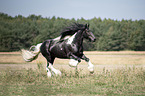galloping Irish Tinker stallion