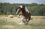 galloping Irish Tinker stallion