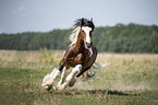 galloping Irish Tinker stallion