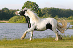 galloping Irish Tinker