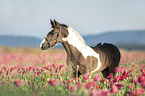 Irish Tinker Foal