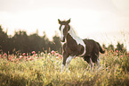 Irish Tinker Foal