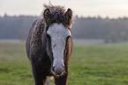 Irish Tinker Foal