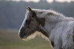 Irish Tinker Foal