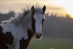 Irish Tinker Foal