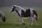 Irish Tinker Foal