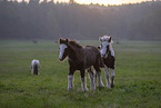 Irish Tinker Foals