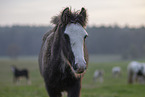 Irish Tinker Foal