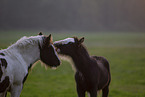 Irish Tinker Foals